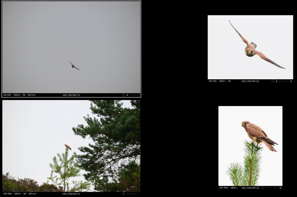 kestrels-compared.jpg