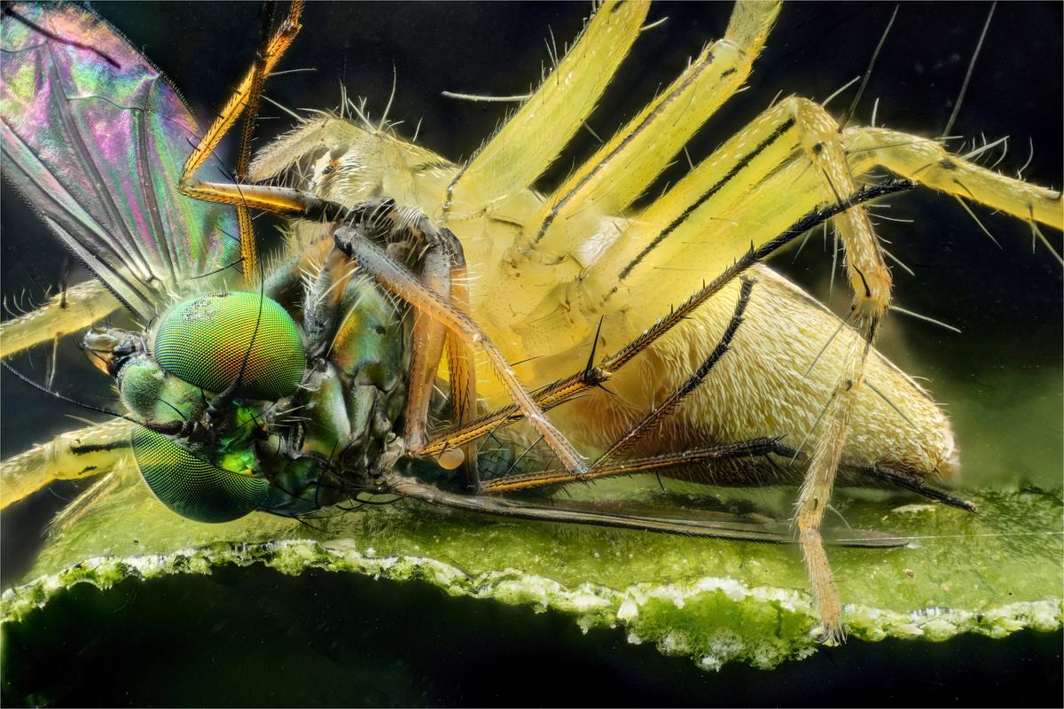 2025-09-24-17.13.44 ZS PMax copyweb.jpg