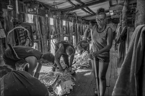 In the Shearing Shed.jpg