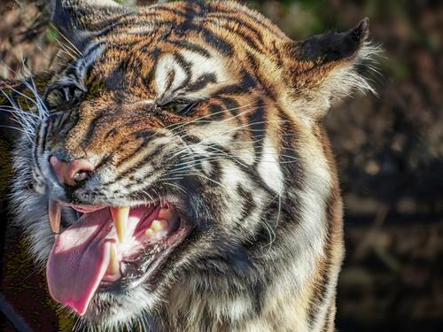 Tiger.jpg