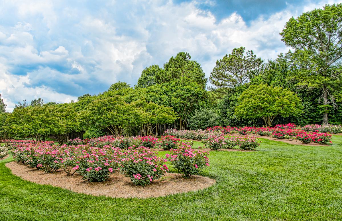 Rose Garden-1.jpg