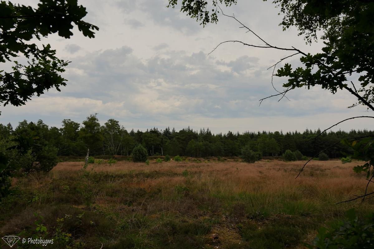 62A_3898.jpg