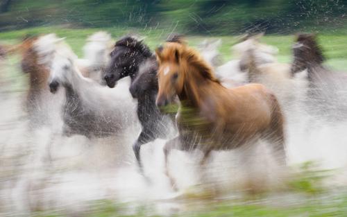 running-horses2.jpg