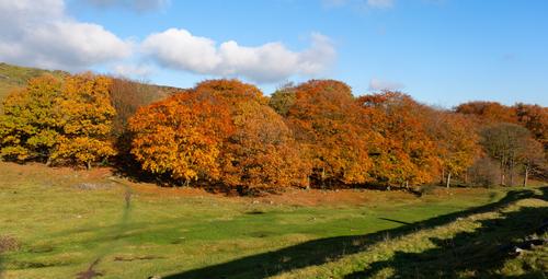 Cuckoo Wood in the autumn.jpg