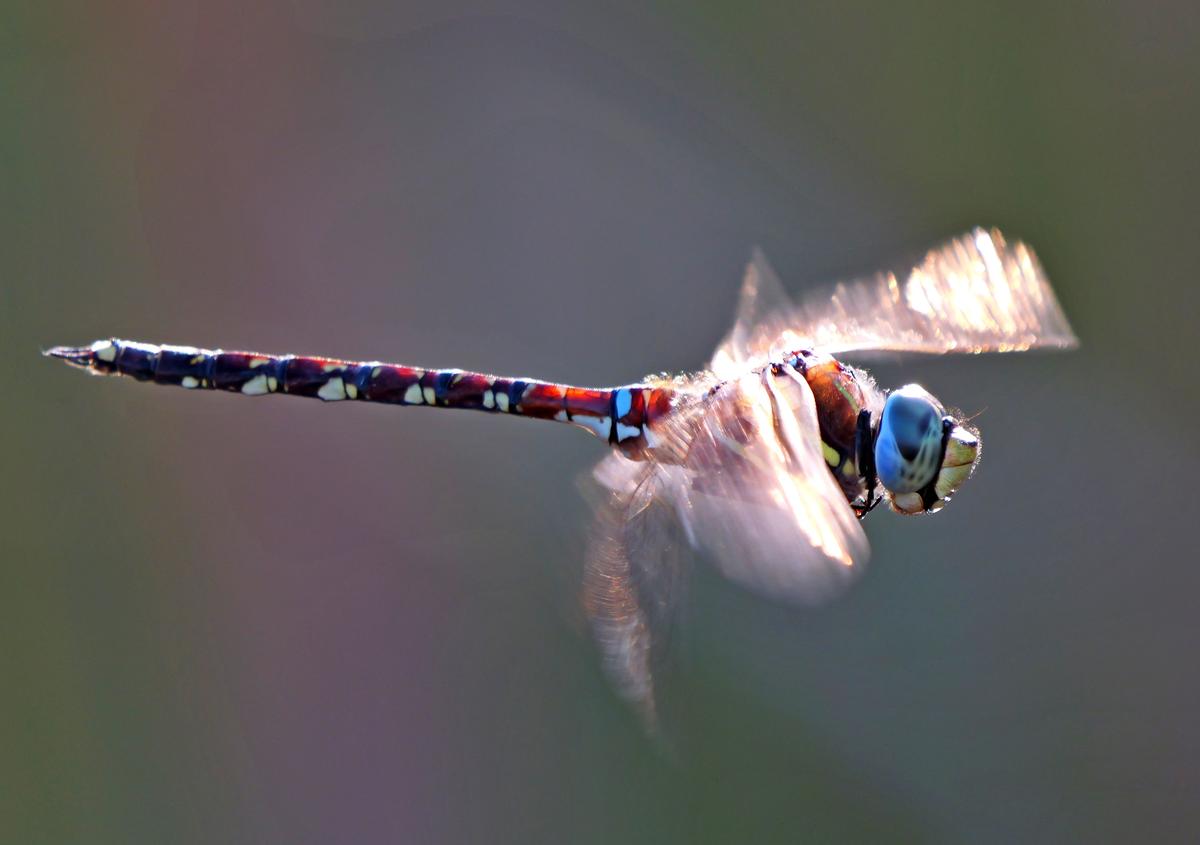 P1065390a.JPG
