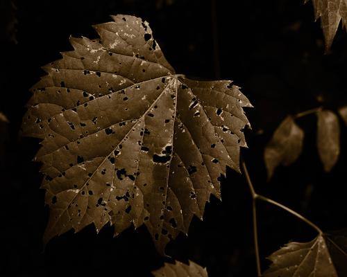 Eaten Leaf.jpg