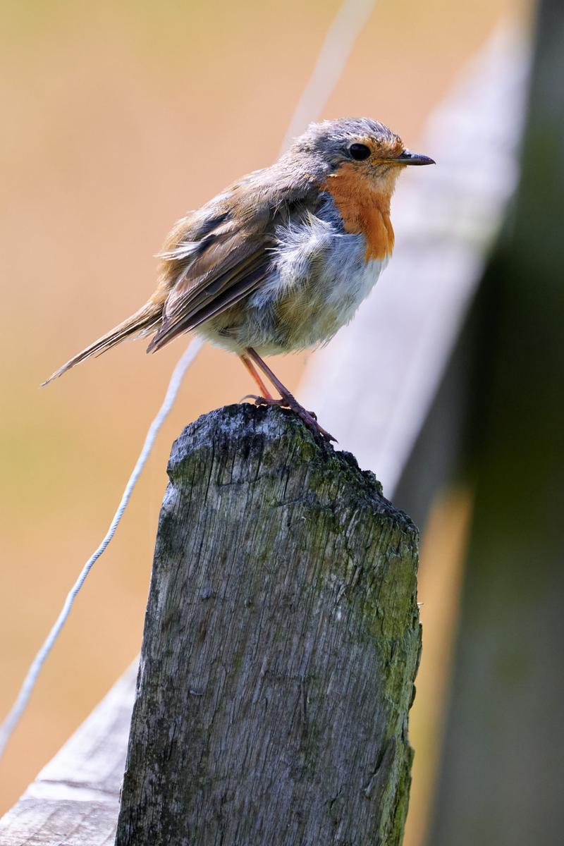DSC_7580.jpg