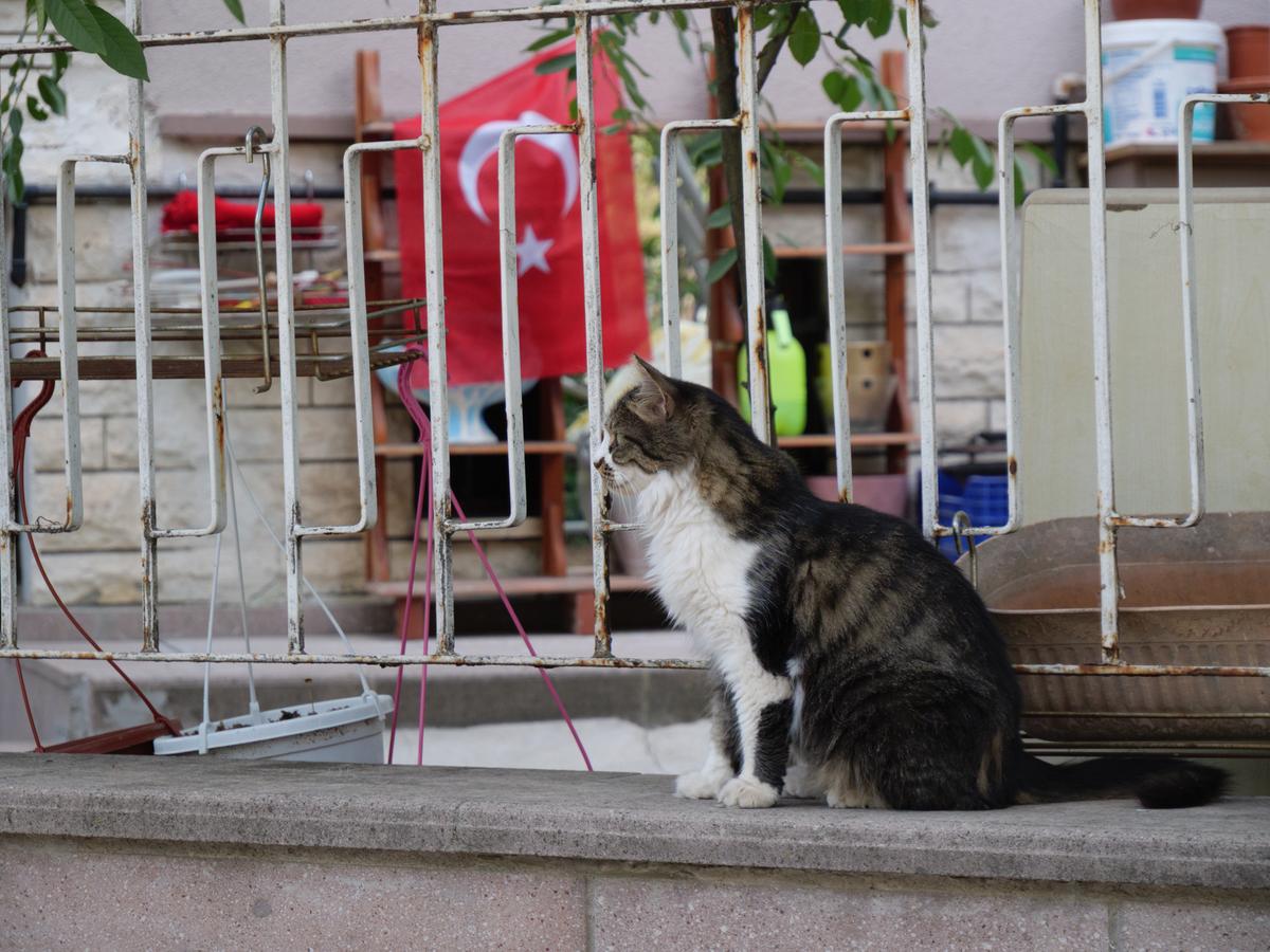 Turkish cat