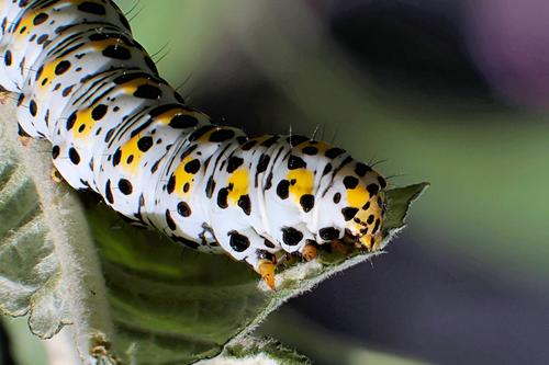 Mullein moth-Caterpillar_02_2.jpg