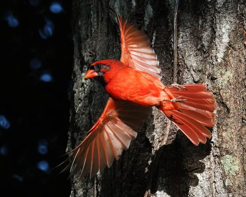 Cardinal 2.jpg