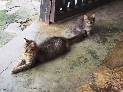 Mama and Kitten