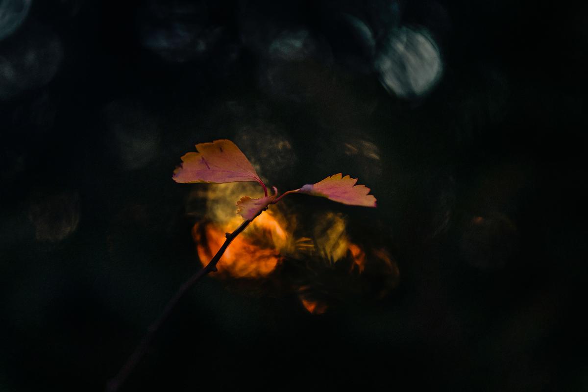 Hypar_9cm_301 Kopie.jpg