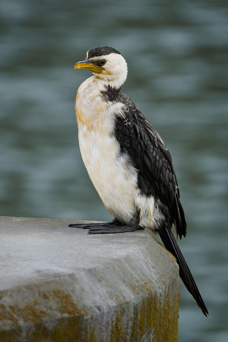 _7RV5496_Little_Pied_Cormorant.jpg
