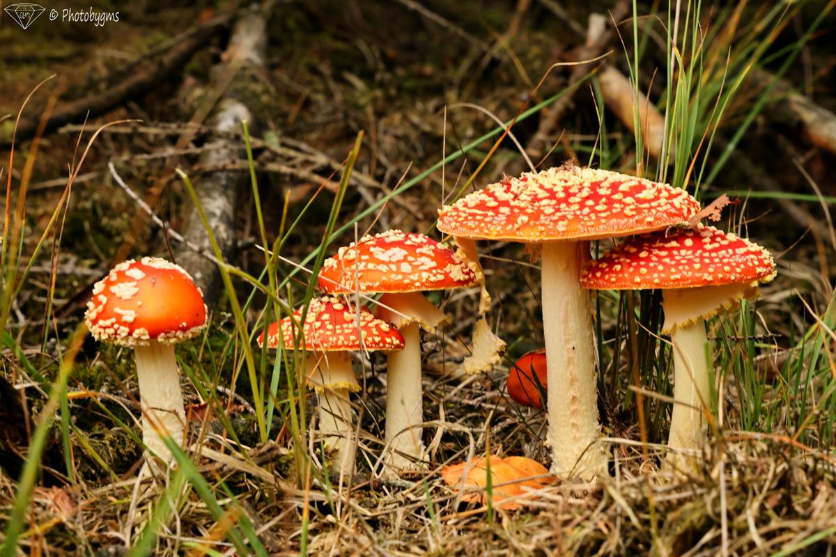 62B_5925.jpg
