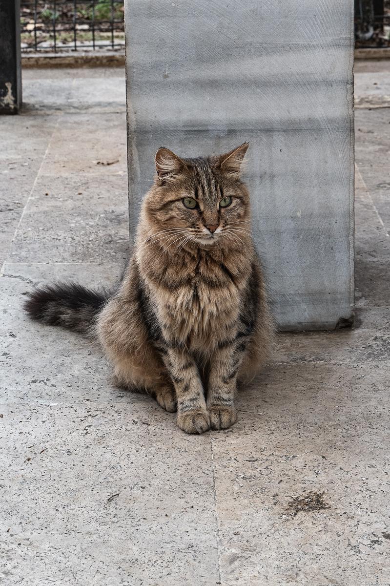 Street Cats of Istanbul
