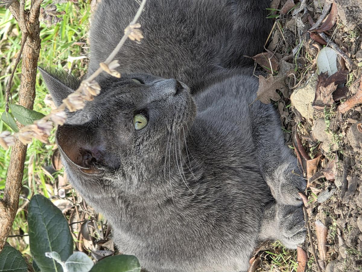 mokey with telephoto.jpg