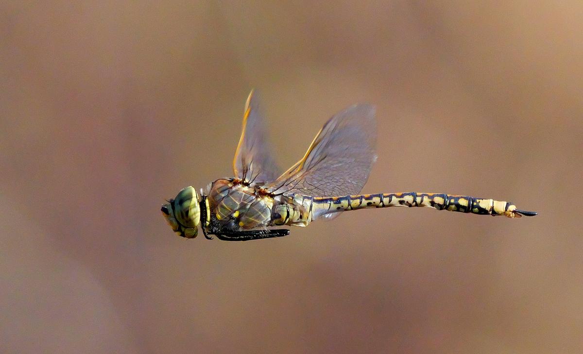P1201271a.JPG