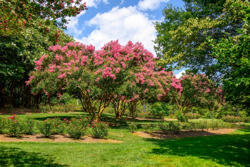 Crape myrtle.jpg