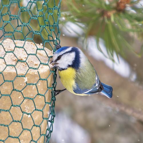 1010388 Blue tit.jpg