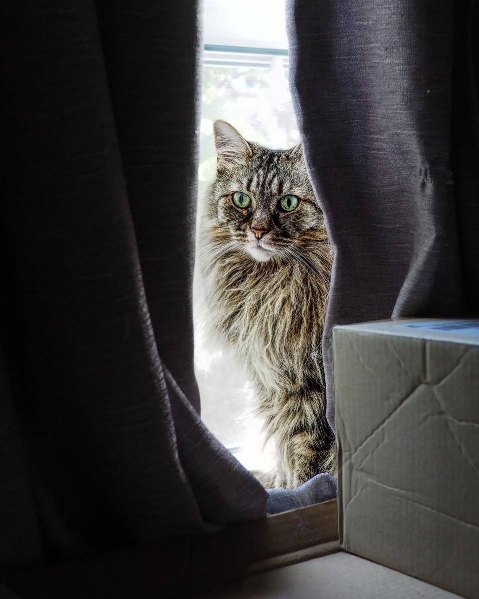 KK in the Window.jpg