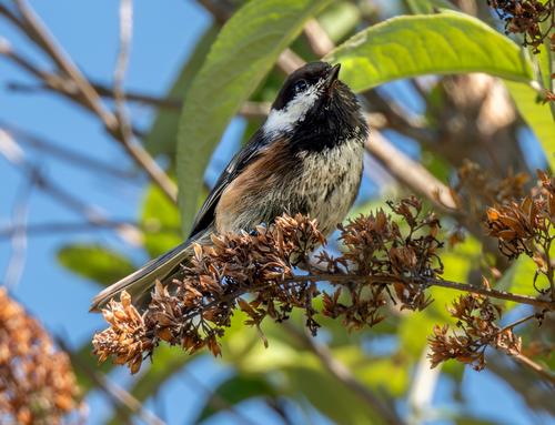 Chestnut-backed Chickadee.jpg