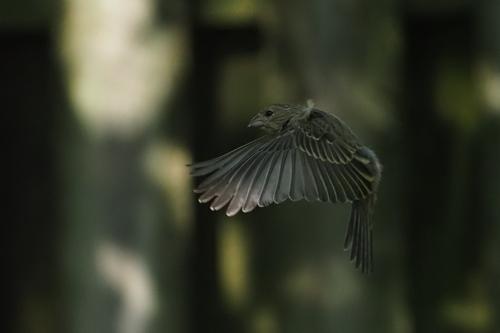 Finch in Flight  Original Jpeg.jpg