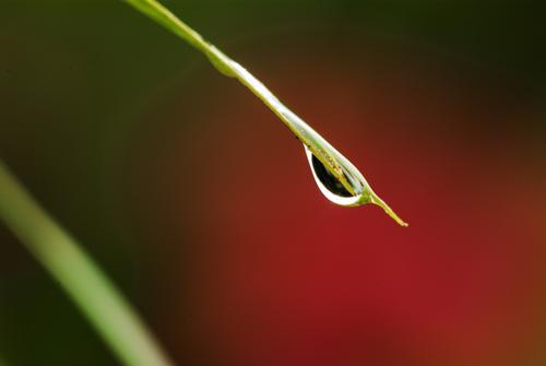 Palm-Frond-and-Rain.jpg