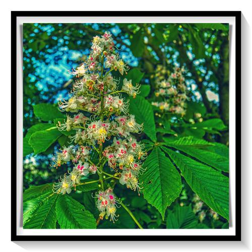 batch__5210022-HorseChestnutBlossom-AllCannings-Wiltshire.jpg