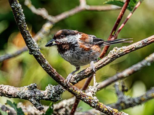 Chestnut-backed Chickadee.jpg