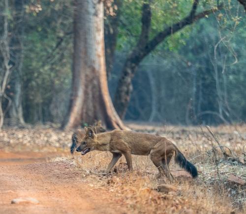 Indian wild dog.jpg