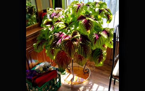 Phone Coleus.jpg