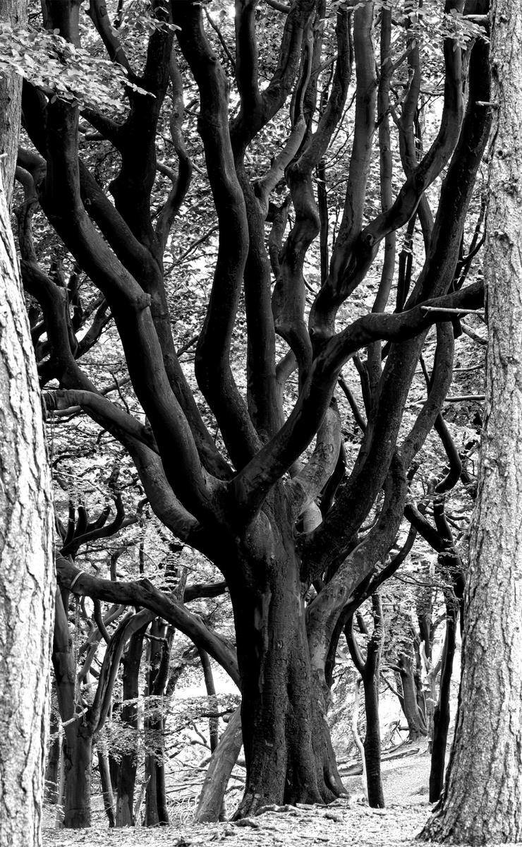Tree.jpg