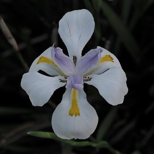 Iris 01.JPG