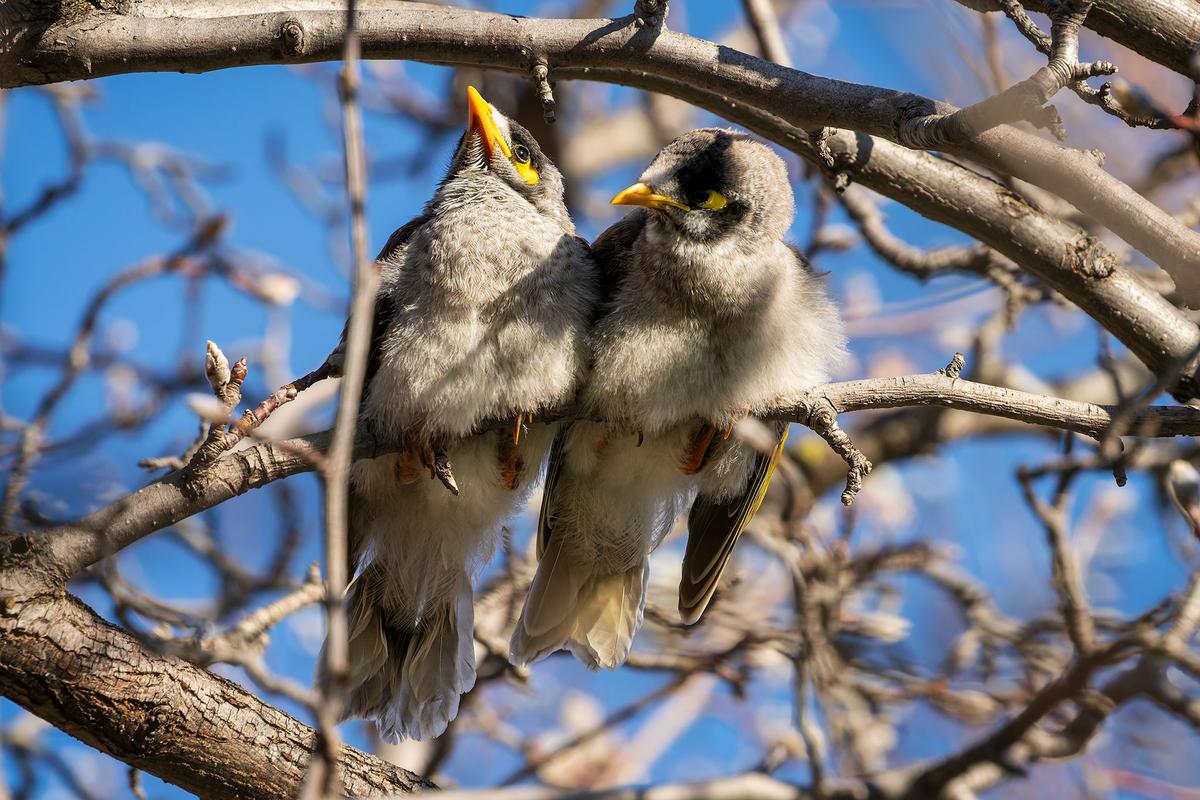 _7RV6264_Noisy_Miners_3.jpg