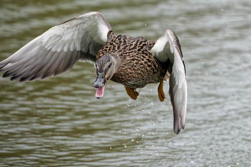 DSCF5060duck escaping 2.jpg