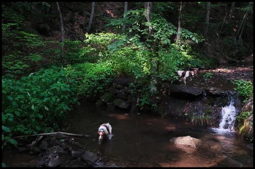 6-15-23 - Joy and Bliss in the brook - 1.jpg