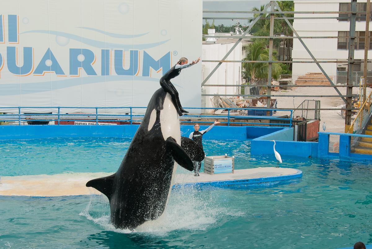 Miami Seaquarium 060916-46.jpg