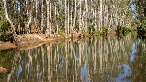 Paper Bark Forest. Mitchell Plateau. Australia,.jpg