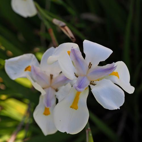 Iris 01.JPG