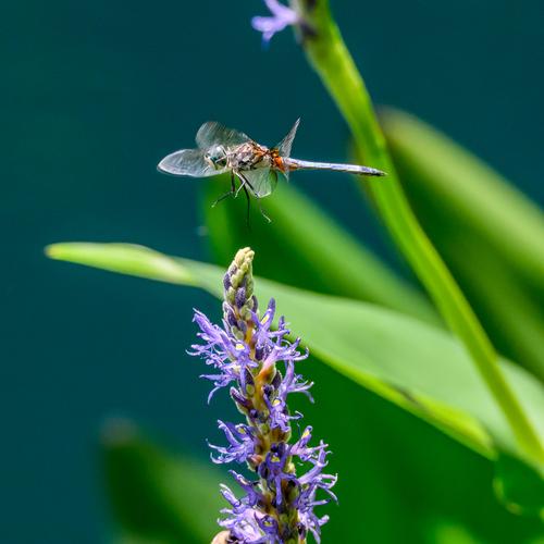 Gibbs Gardens 240818 - 35-Edit.jpg