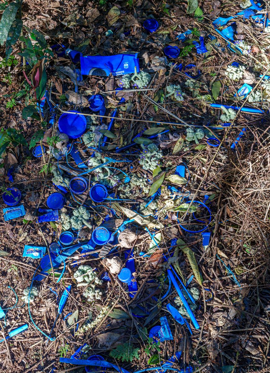 Satin Bower Bird. Bribes and promises. (1 of 1).jpg