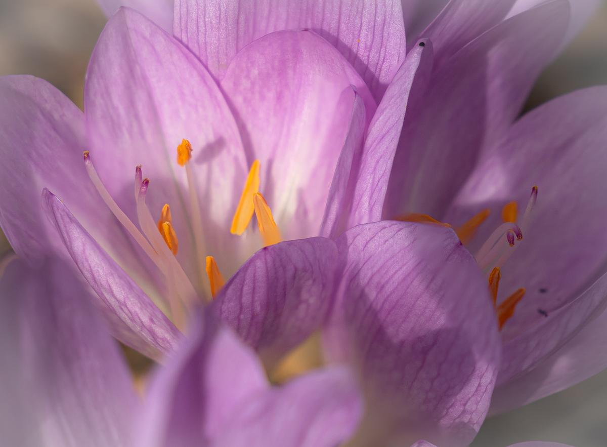 P8155429-Edit.jpg