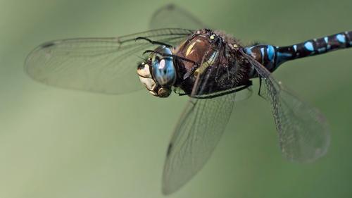 Dragonfly in Flight.jpg