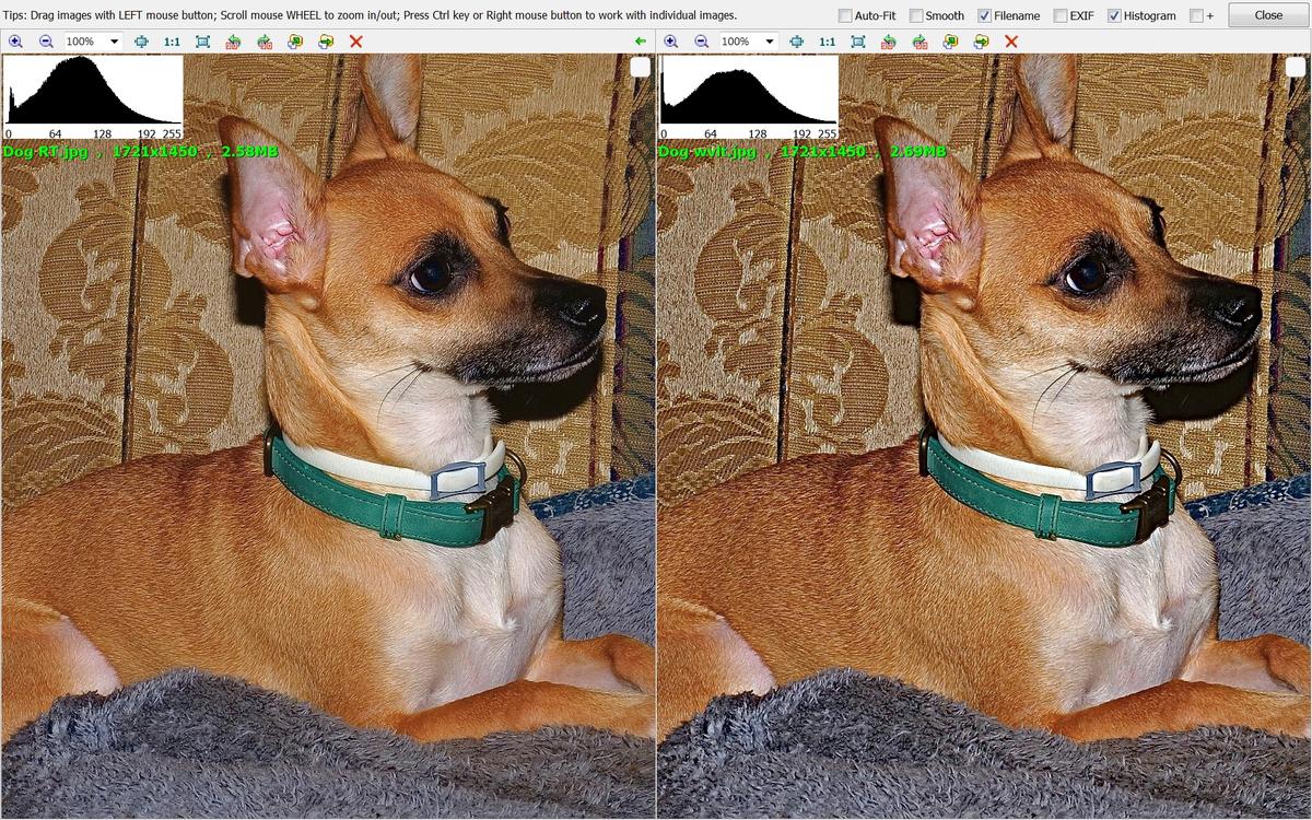 comp Dog.jpg