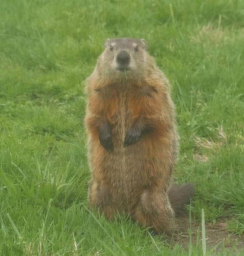 groundhog.jpg