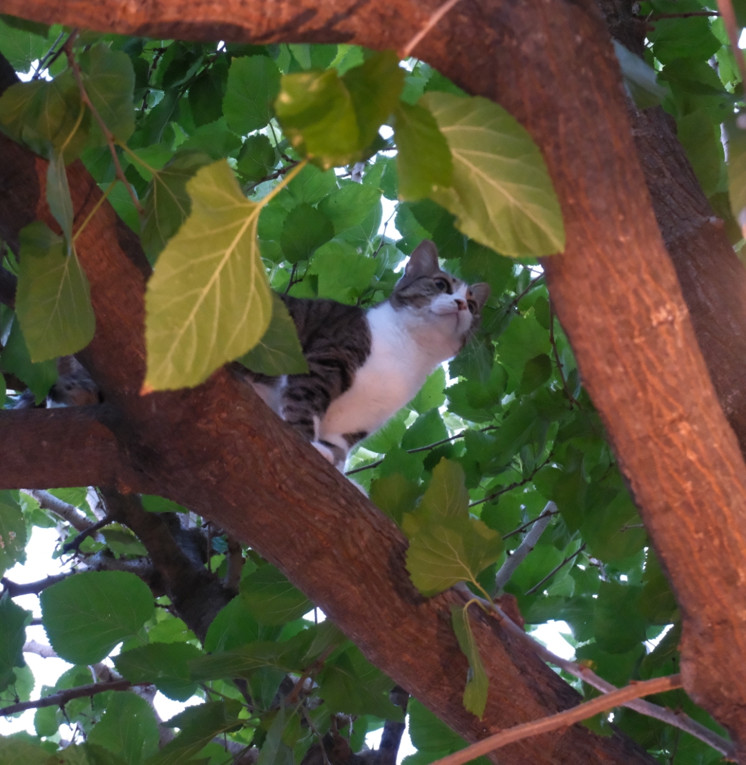 High Cat