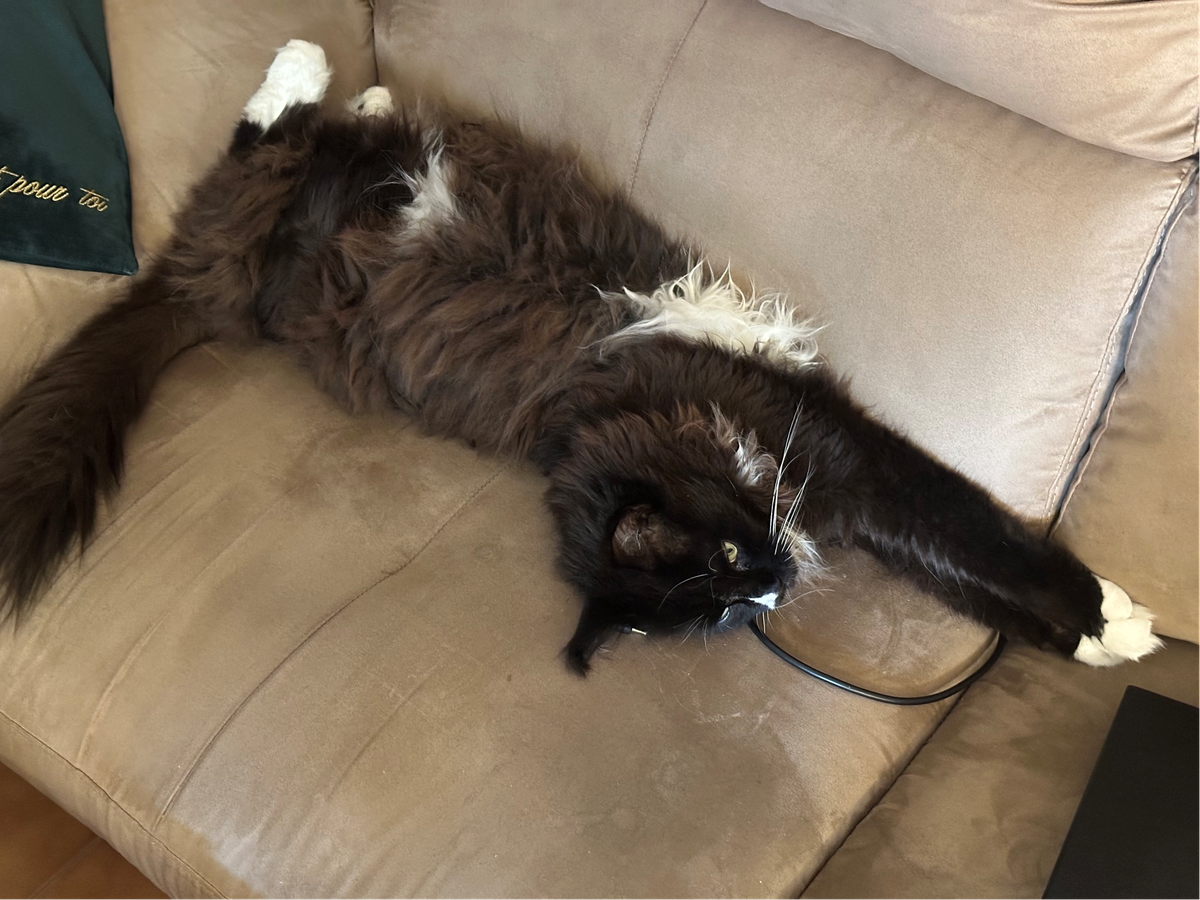 Micio