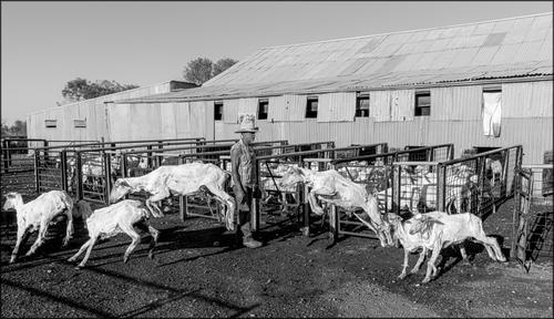 Shearing. Released.jpg