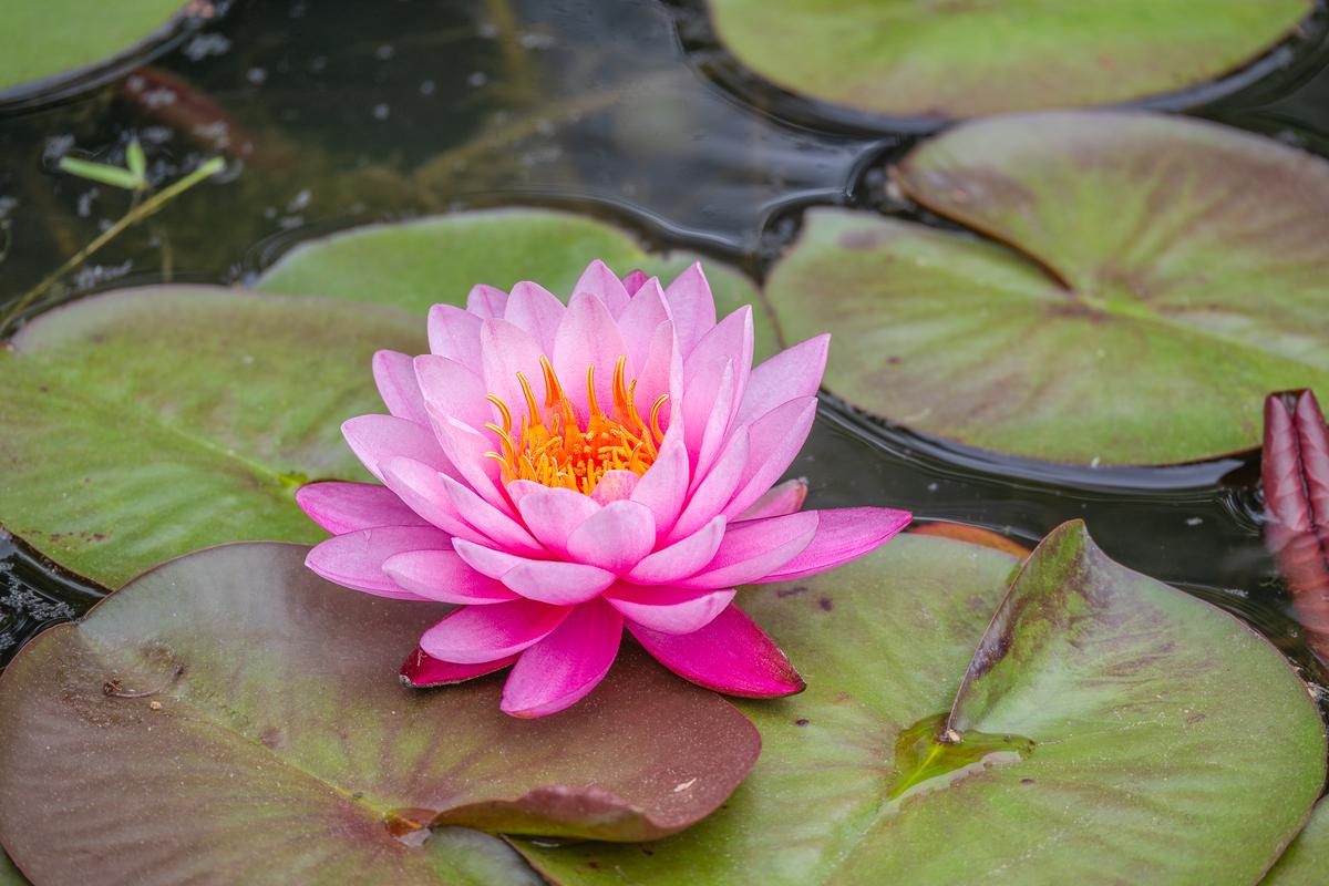 Gibbs Gardens 20260419 - 1401.jpg