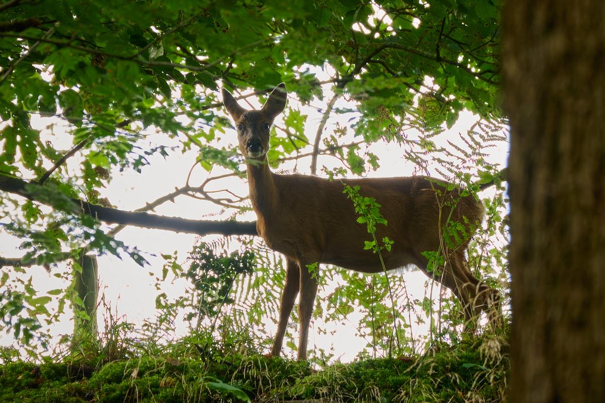 DSC_7845.jpg